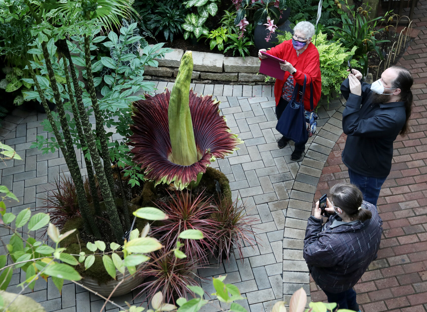 2022050509CorpseFlower0055AJA-05052022140849